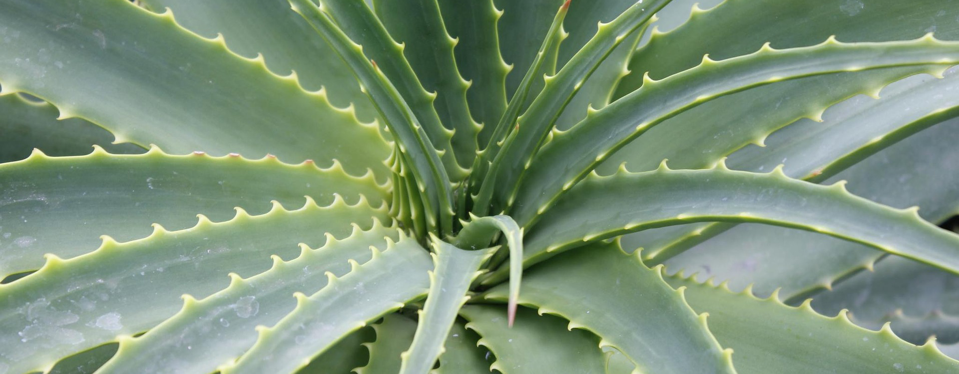 aloe12