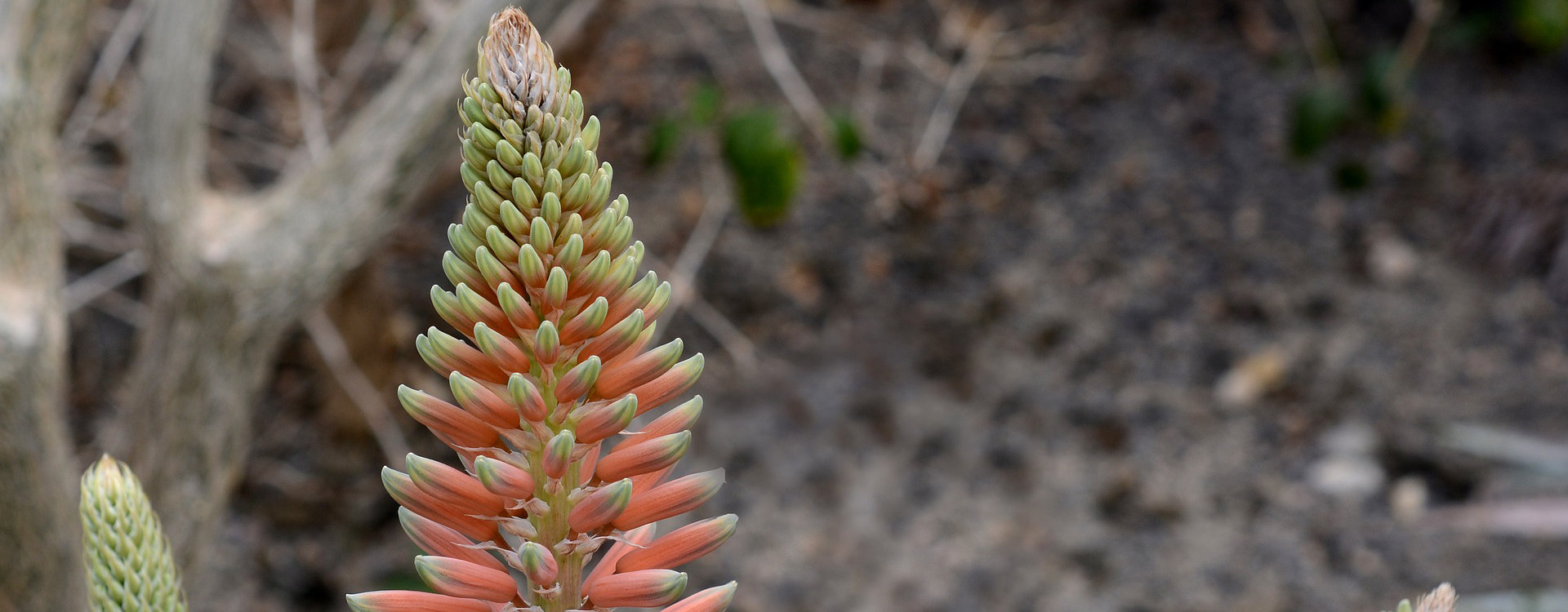 aloe13