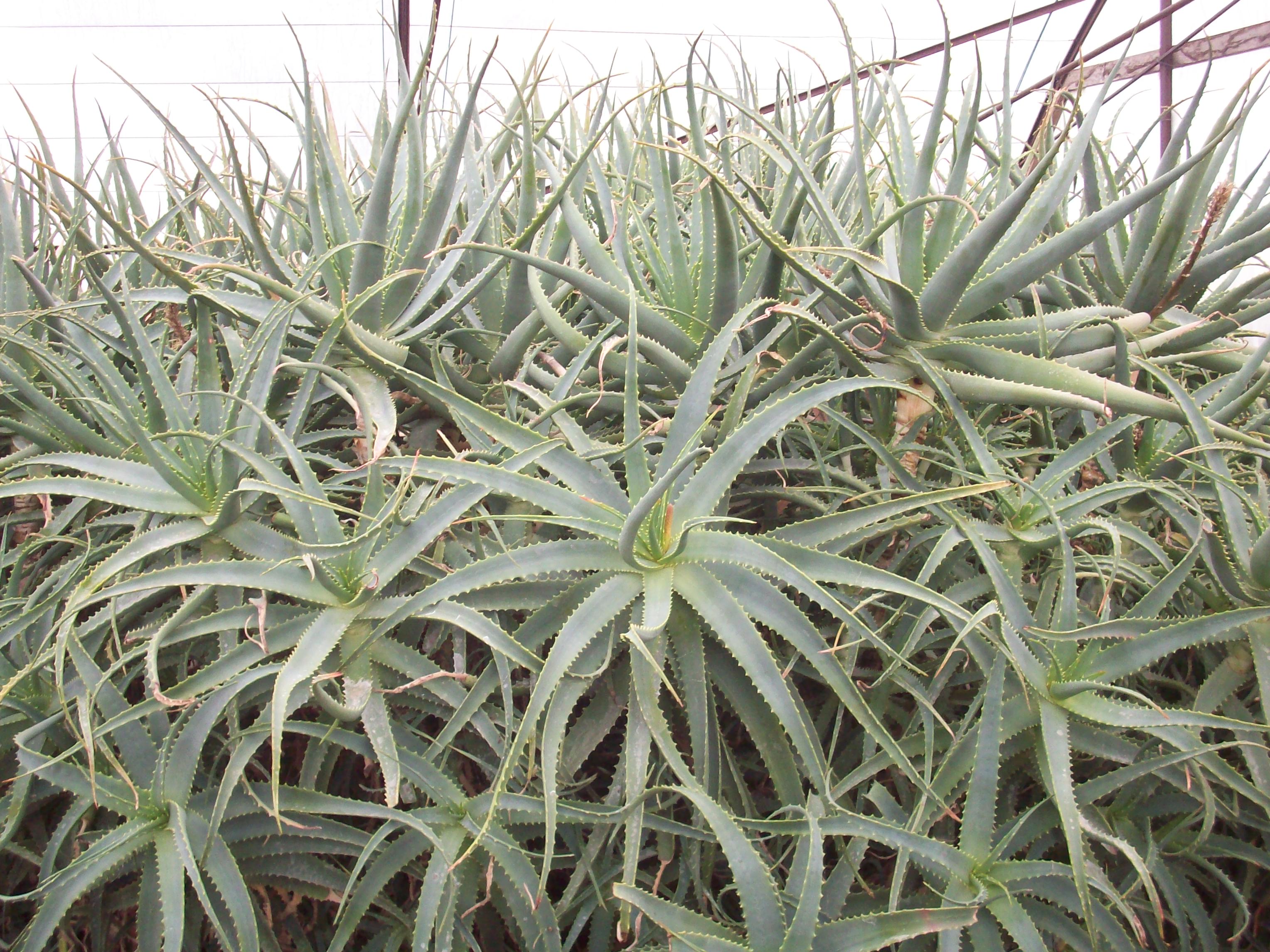 aloe
