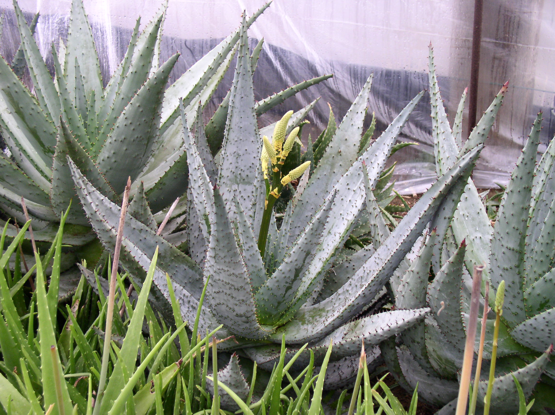 aloe