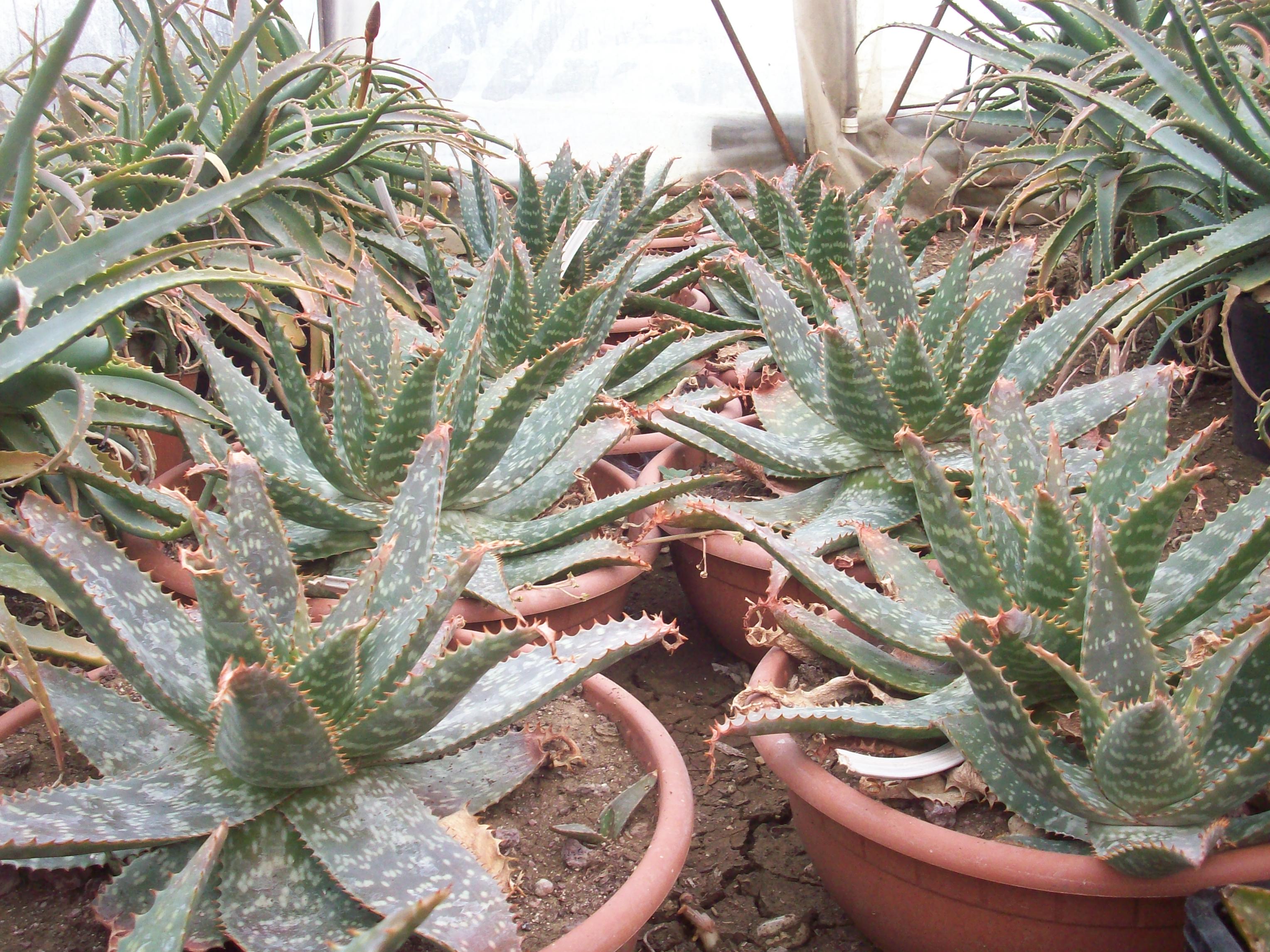 aloe