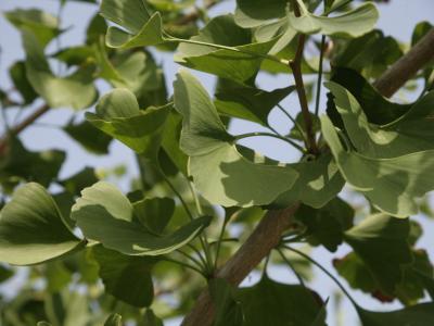 foglie ginco biloba