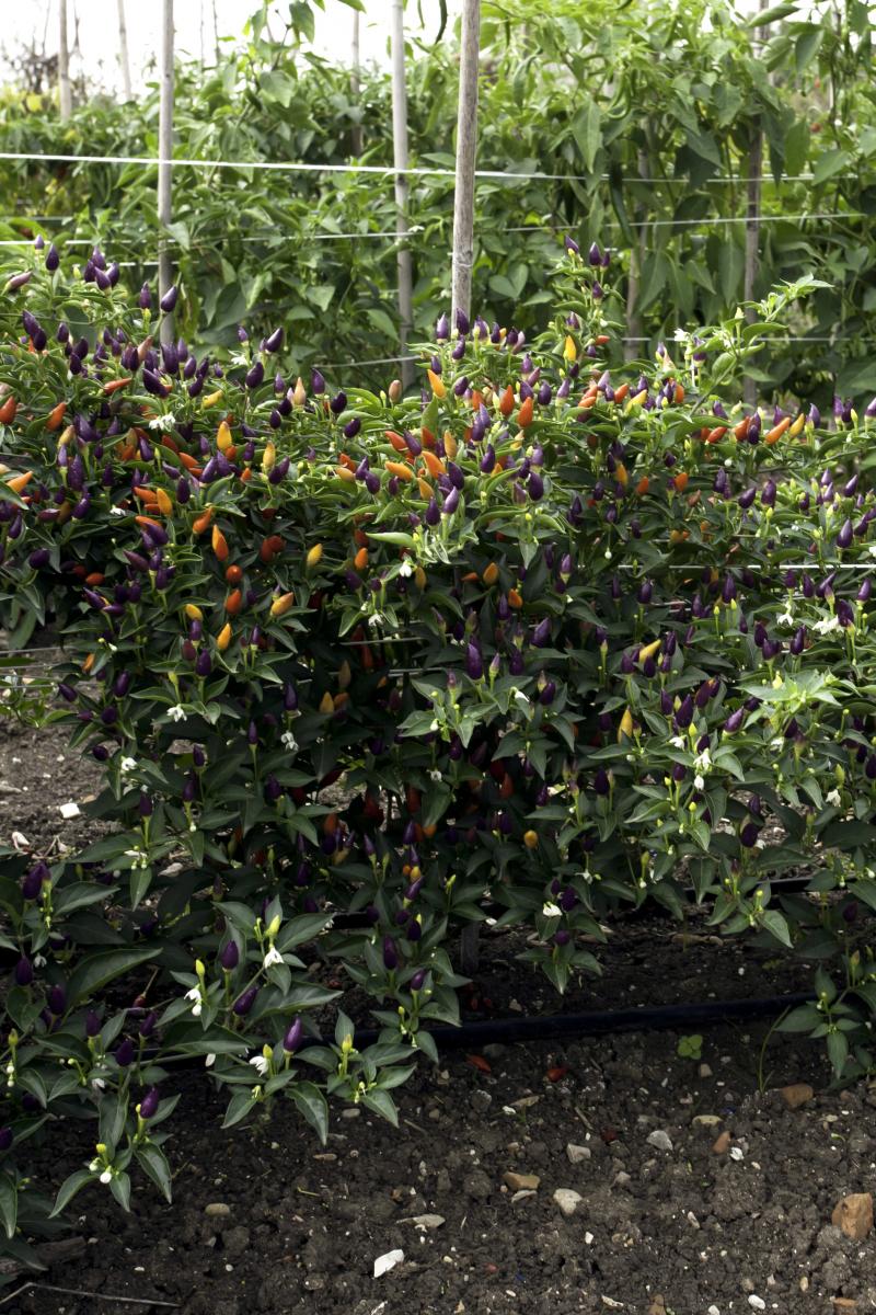 Peperoncino Arlecchino multicolore