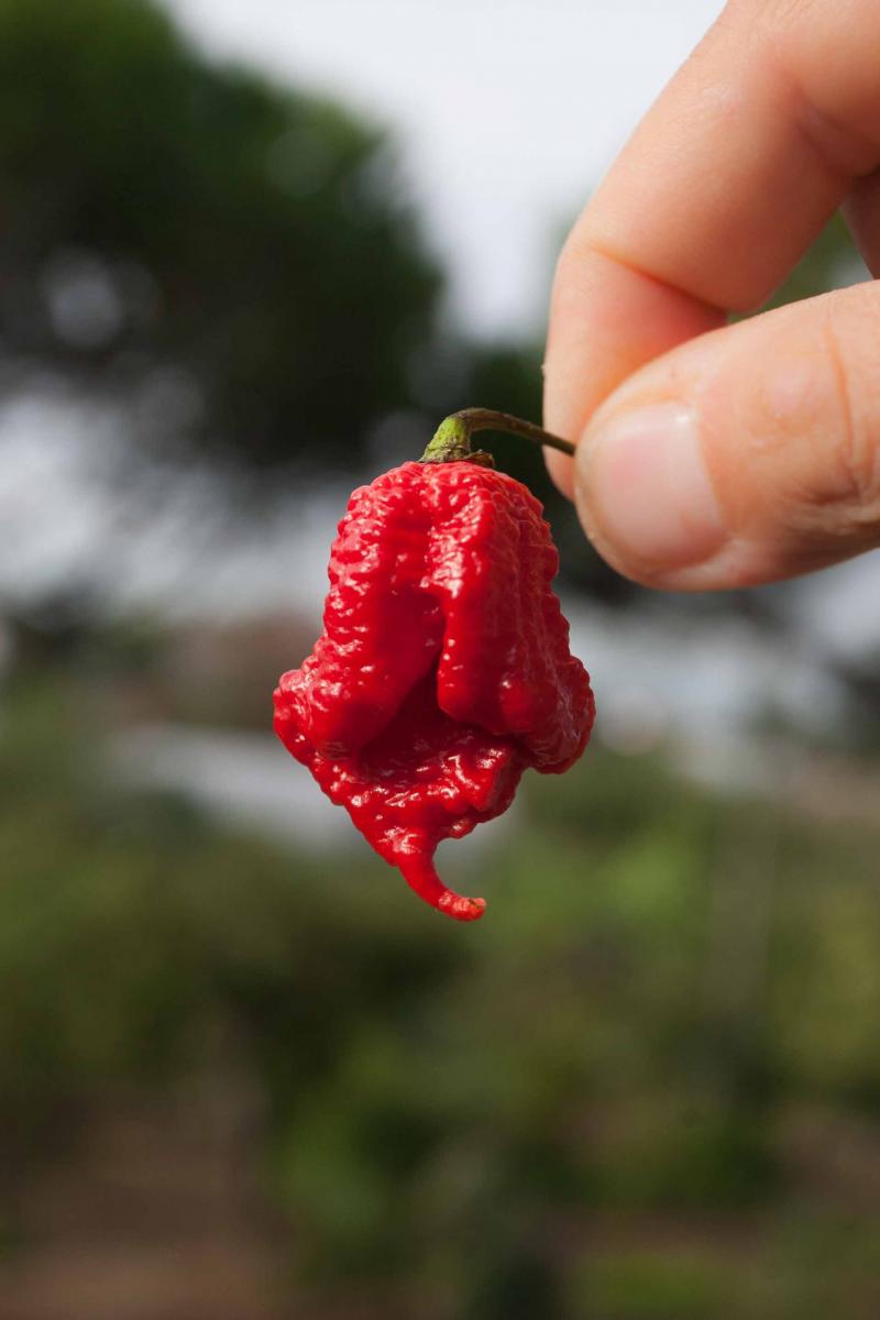 Carolina reaper