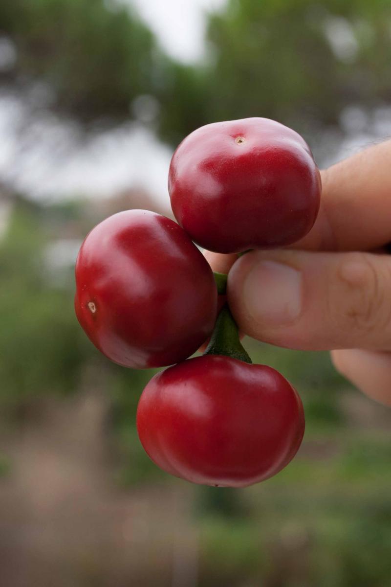 Peperoncino Ciliegia