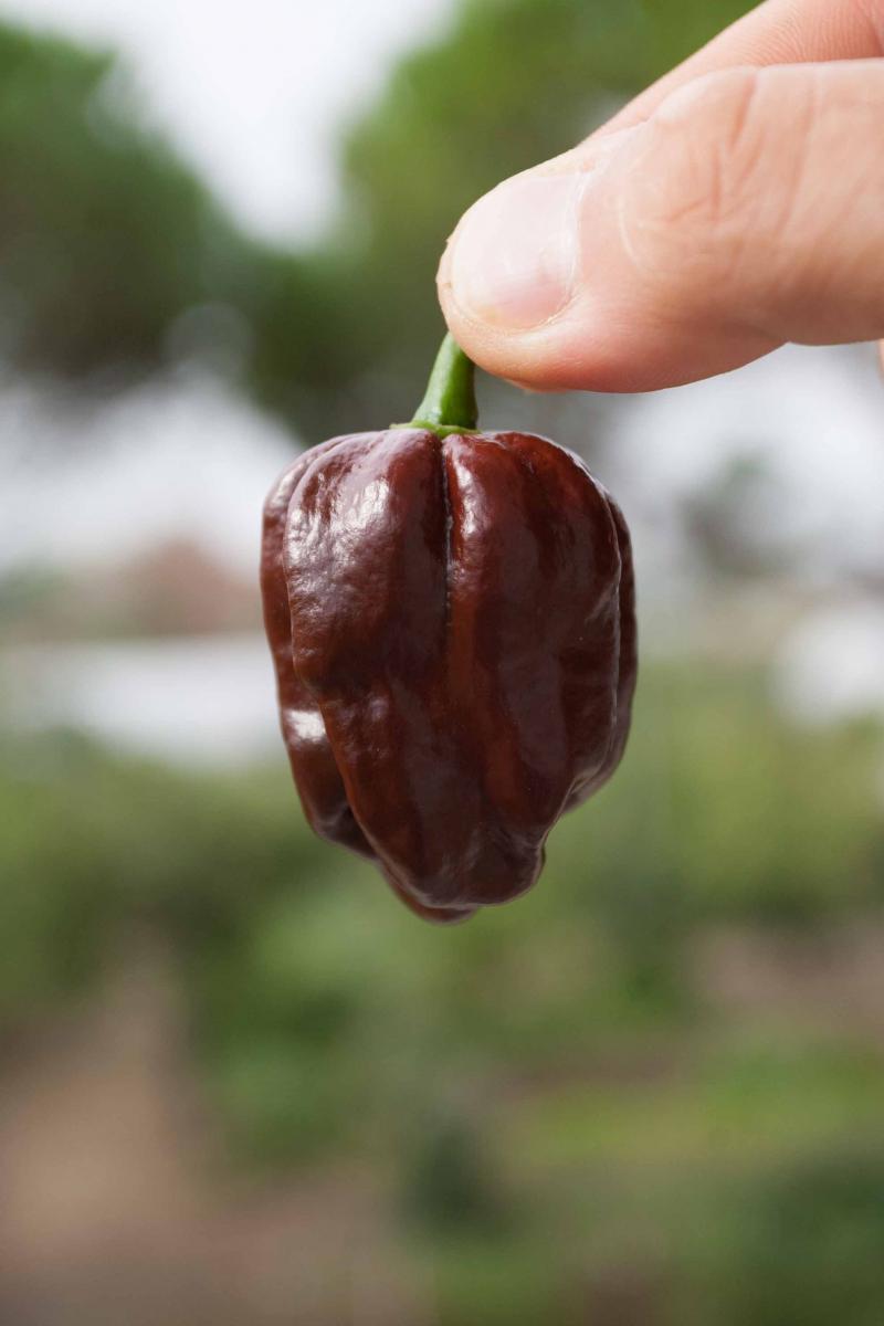 Habanero Chocolate