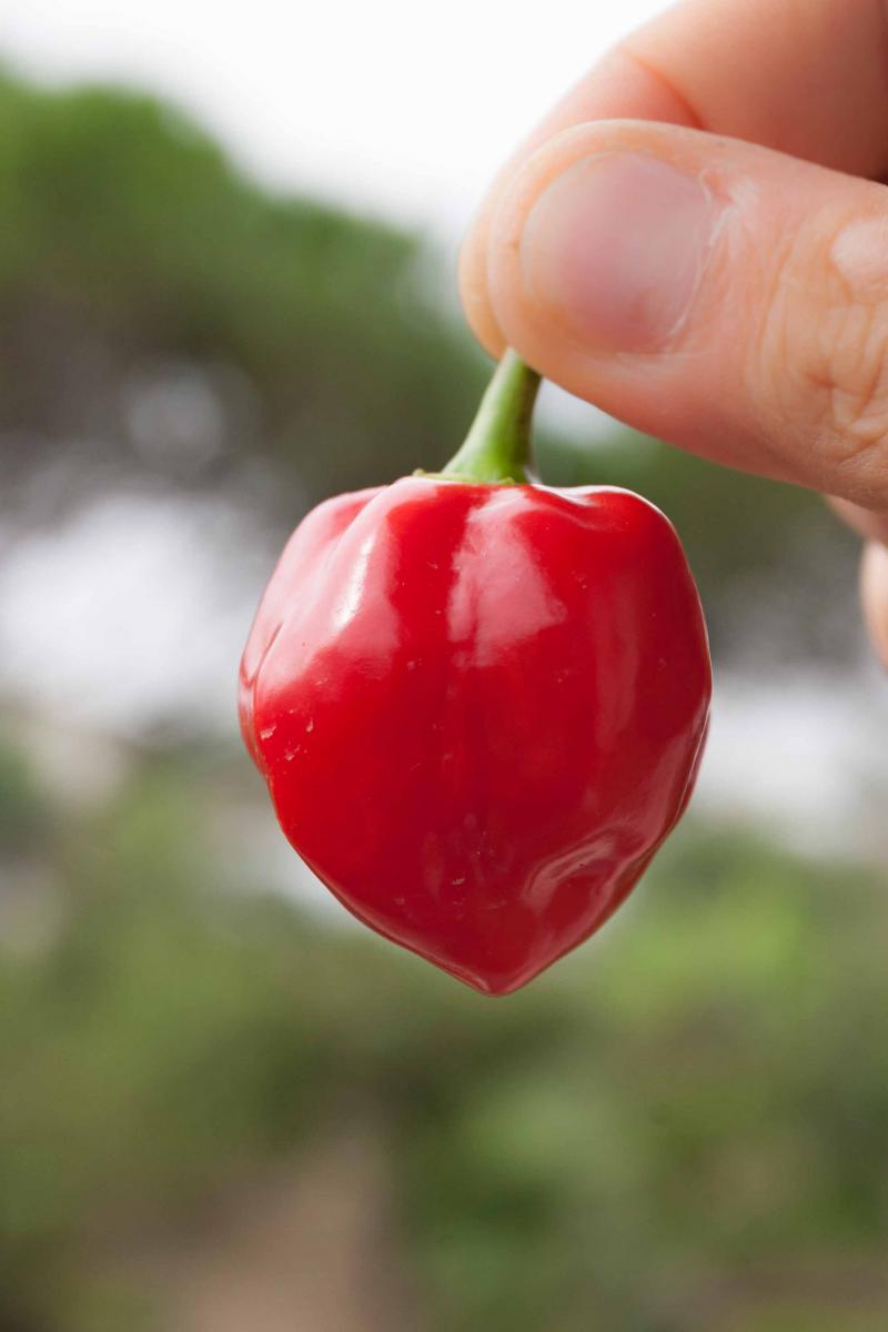 Habanero Red Savina