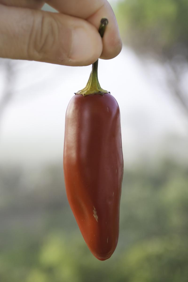 Peperoncino Jalapeno