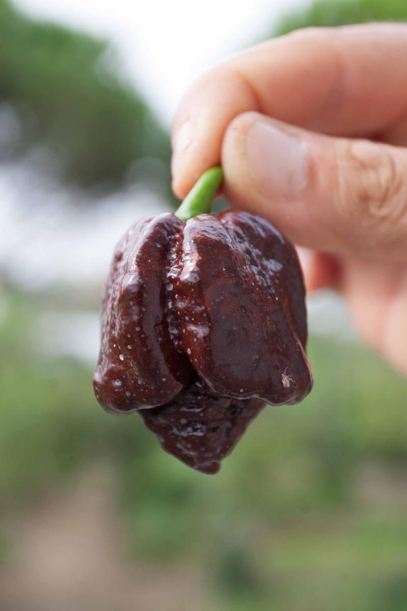 Peperoncino Trinidad Douglah