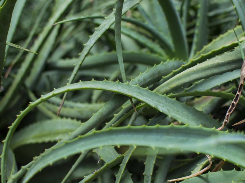 aloe