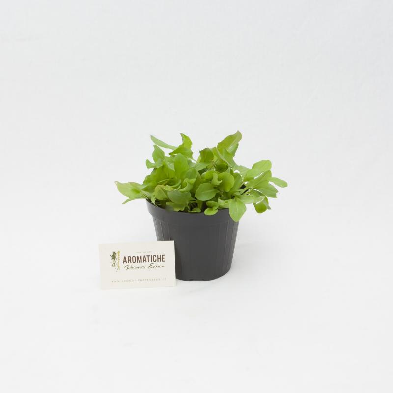 acetosa