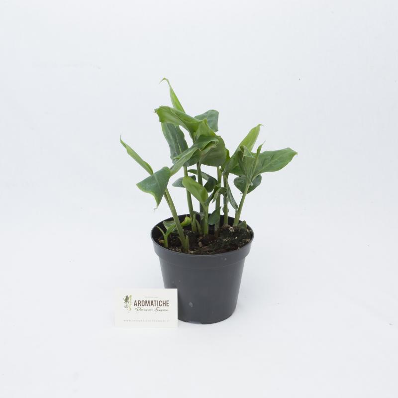 cardamomo