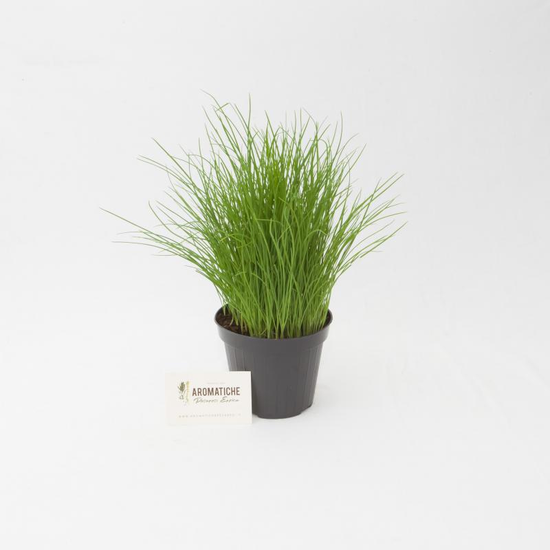 cipollina