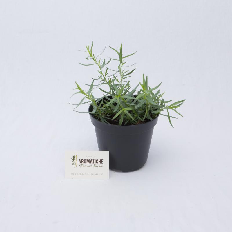 estragon