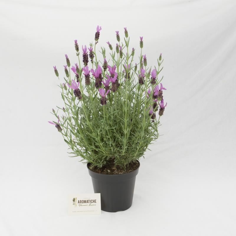lavanda
