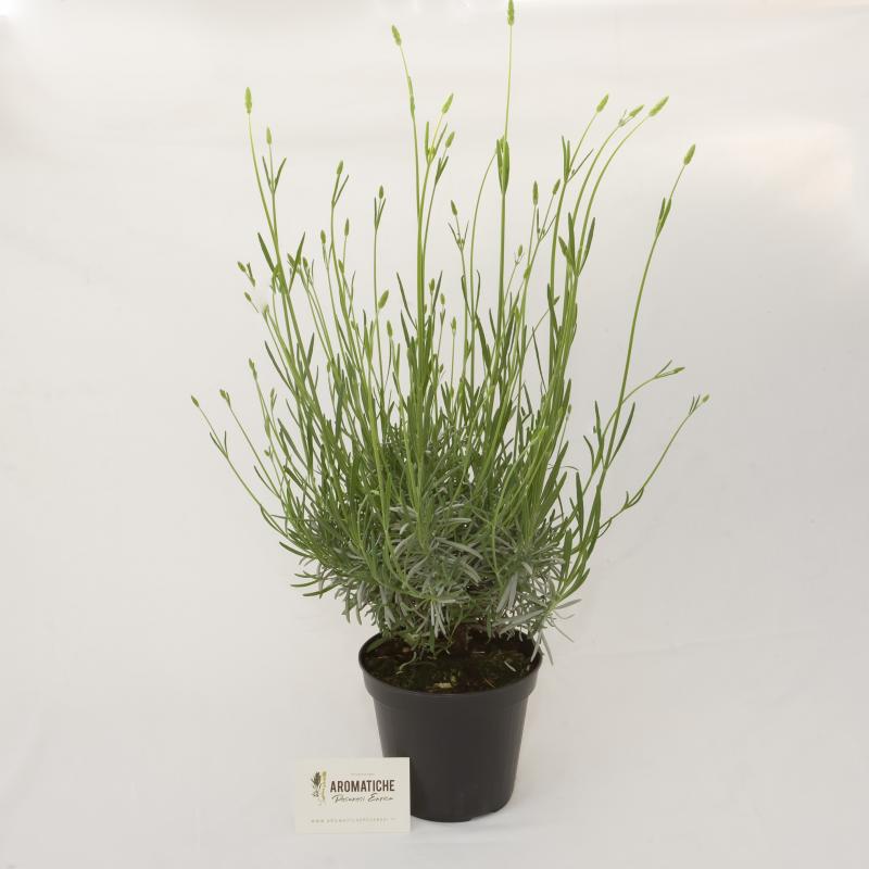 lavanda
