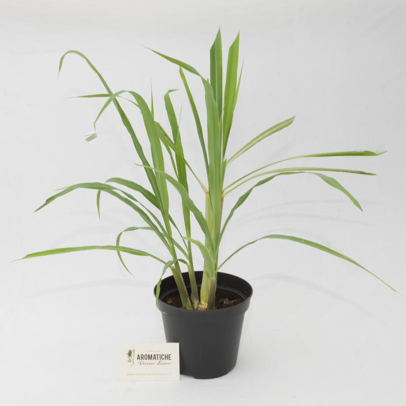lemongrass