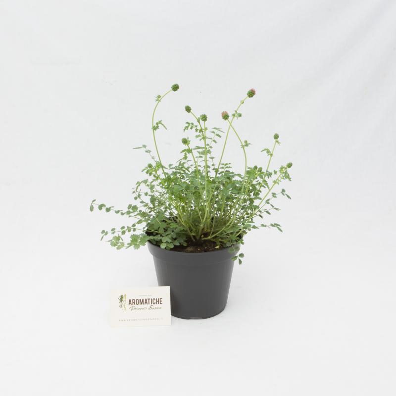 pimpinella