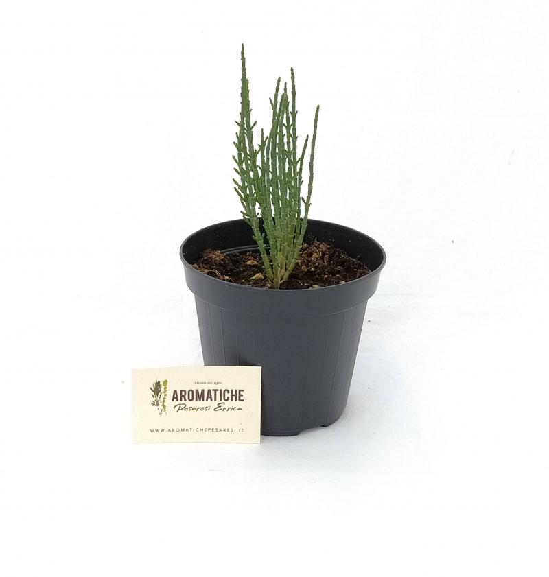 salicornia