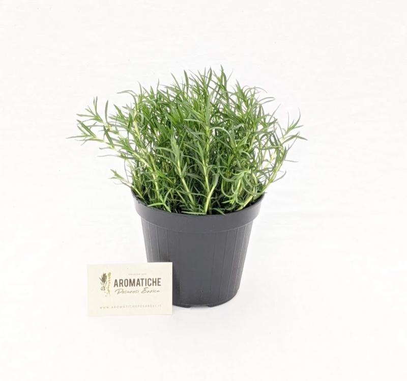 menta cervina