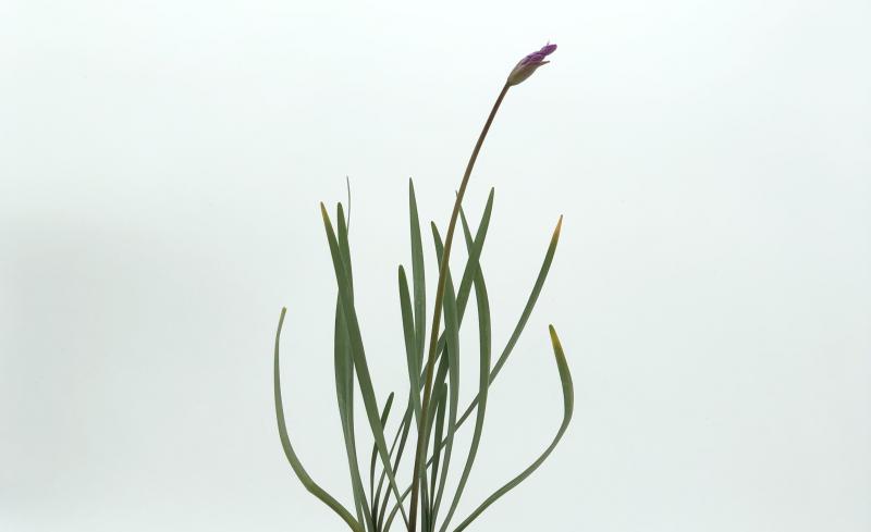 aglio da fiore
