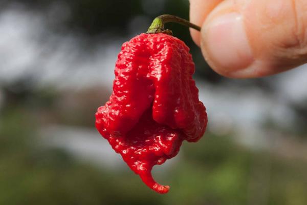 Carolina reaper