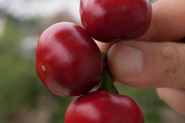 Peperoncino Ciliegia