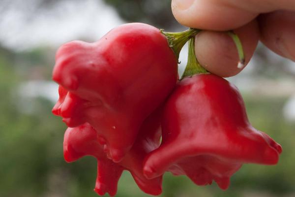 Peperoncino Fiore cappello di vescovo