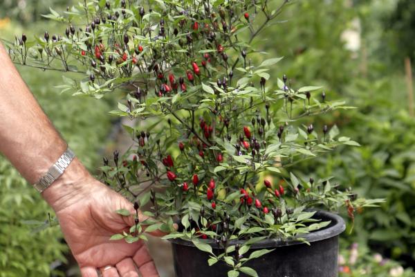 Peperoncino Fuoco Nero