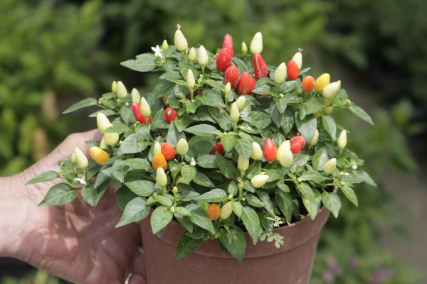 Peperoncino Fuoco della Prateria