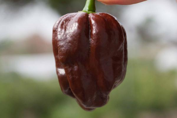 Habanero Chocolate