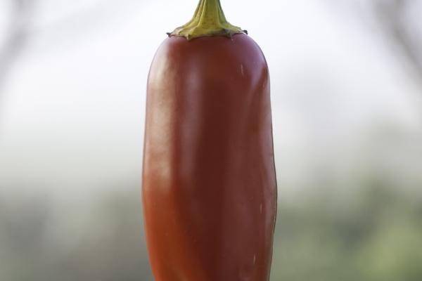 Peperoncino Jalapeno