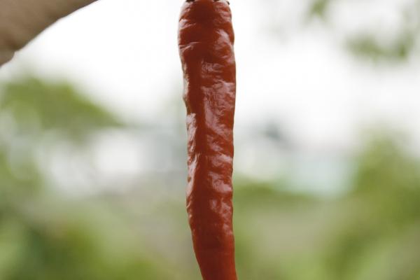 Viagra cileno akrata