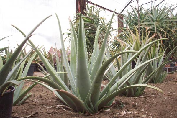 aloe vera