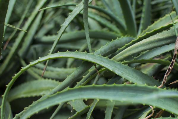 aloe