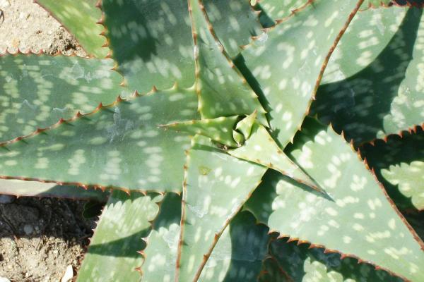 aloe