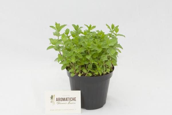 menta piperita