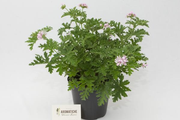 pelargonio