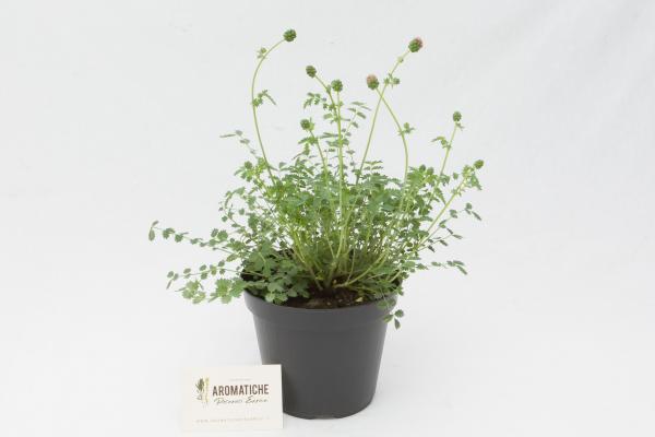 pimpinella