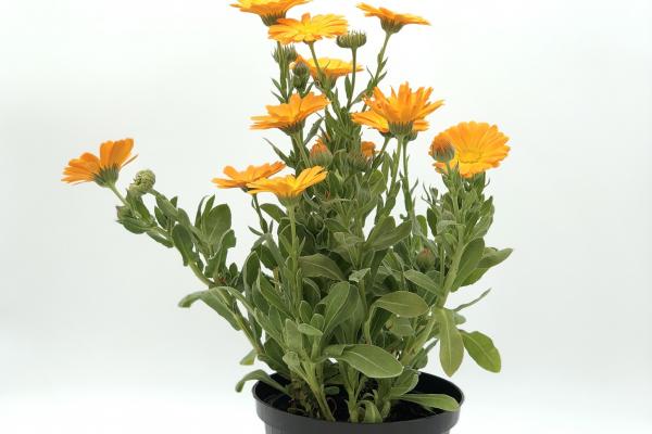 calendula